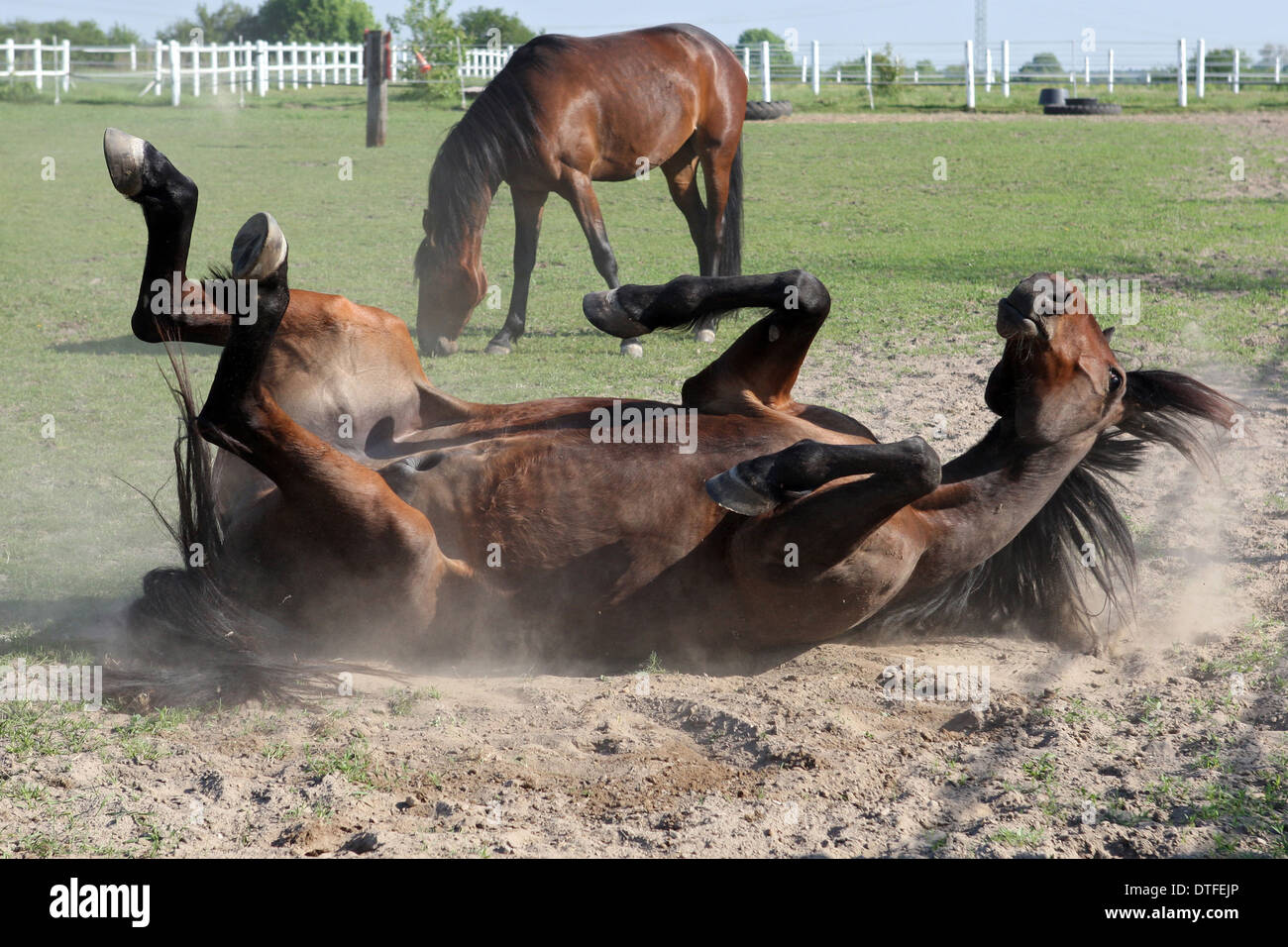 Koenigs Wusterhausen, Germania, cavallo di laminazione a sabbia Foto Stock