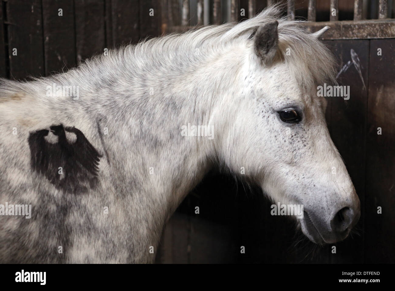 Koenigs Wusterhausen, Germania, pony Shetland con aquila federale sulla spalla Foto Stock