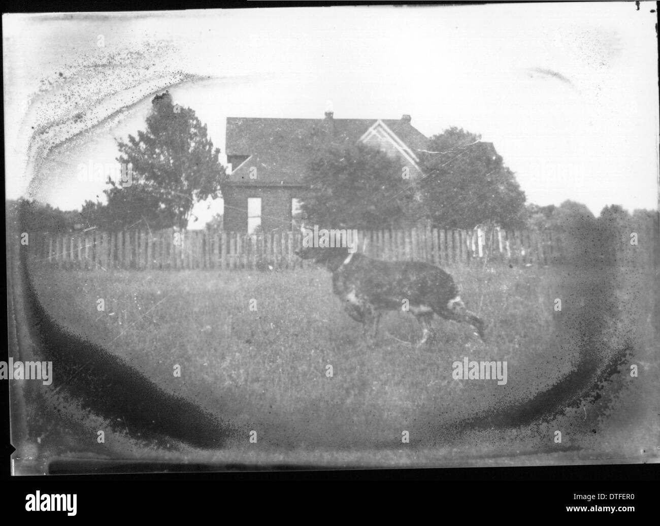 Cane da caccia con casa in background n.d. Foto Stock