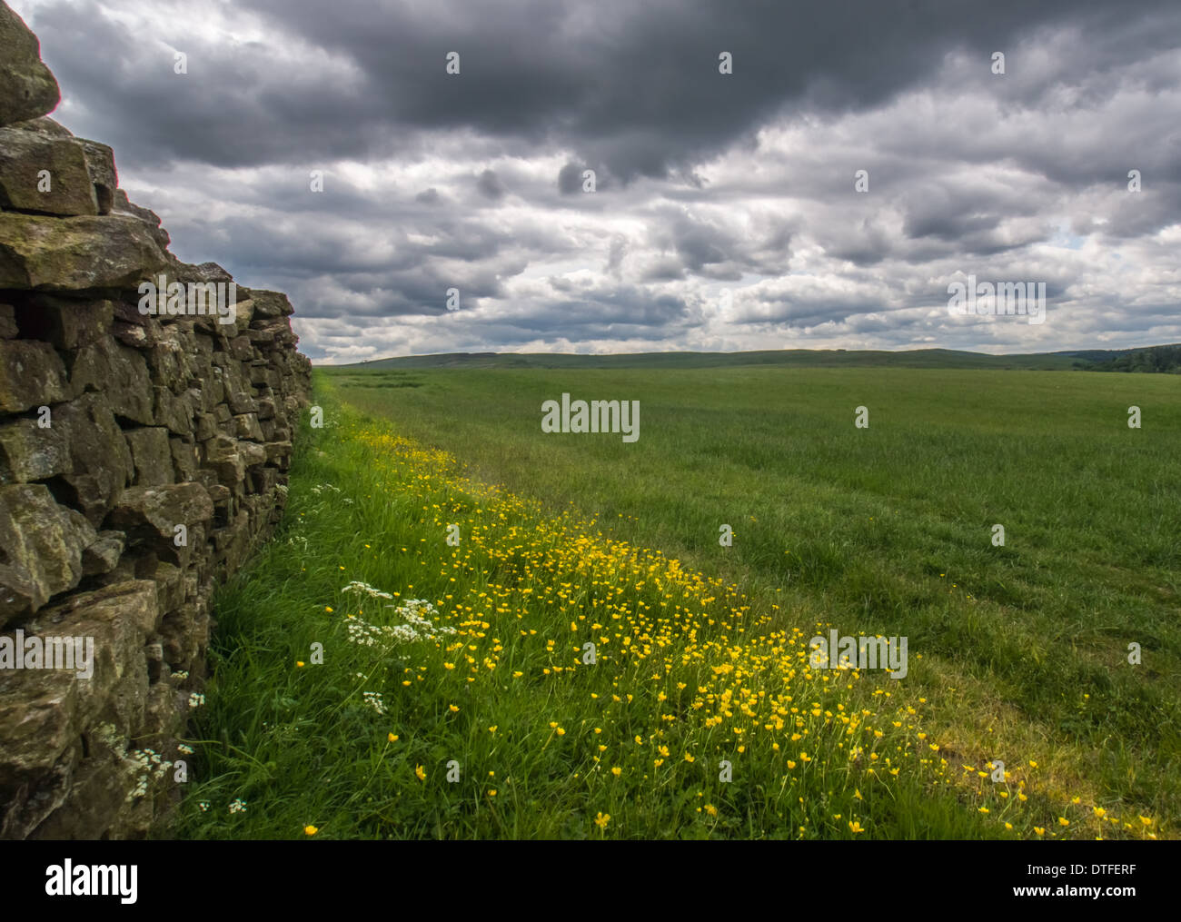 Aprire il cancello di fattoria in un campo verde Foto Stock