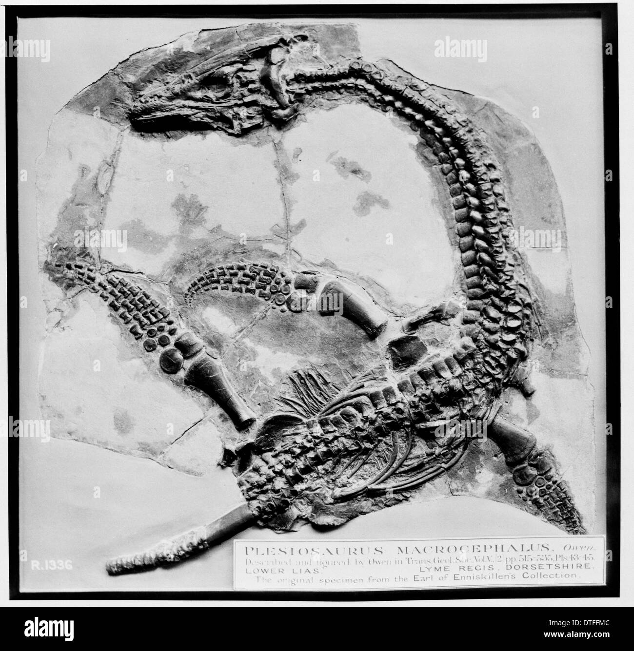 Plesiosaurus macrocephalus Foto Stock