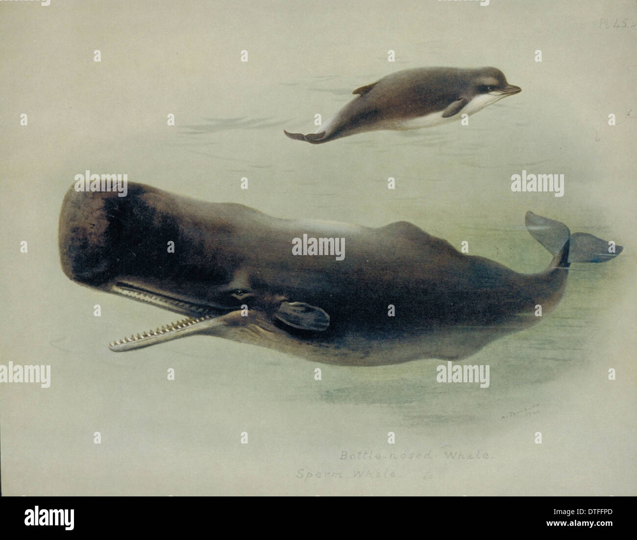 Physeter macrocephalus illustration immagini e fotografie stock ad alta ...