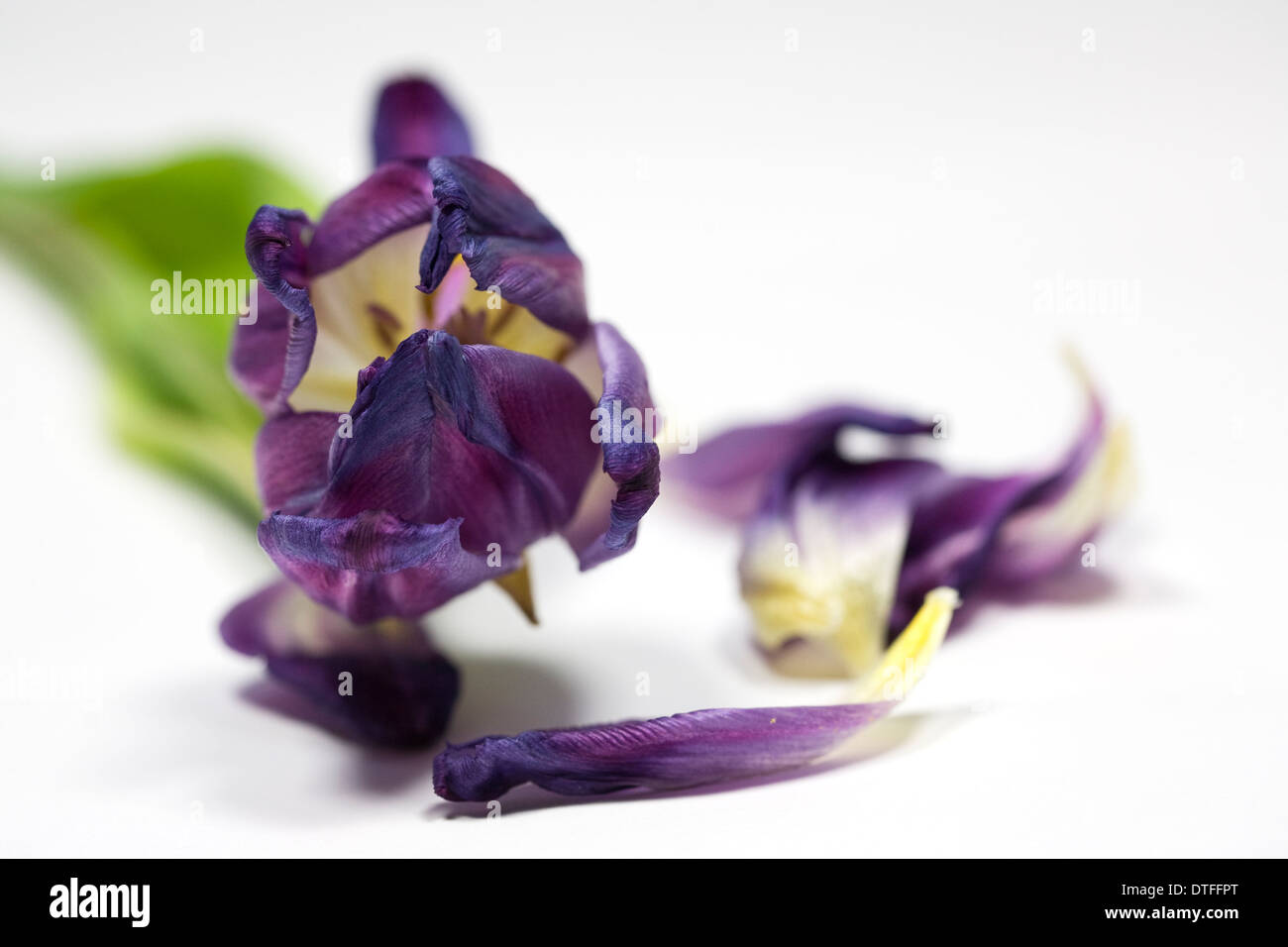 Morendo tulip fiori. Foto Stock