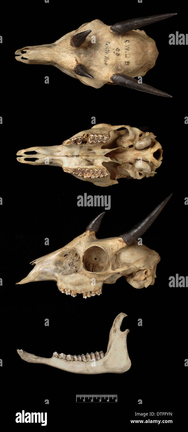 Tetracerus quadricornis, quattro-cornuto antelope Foto Stock