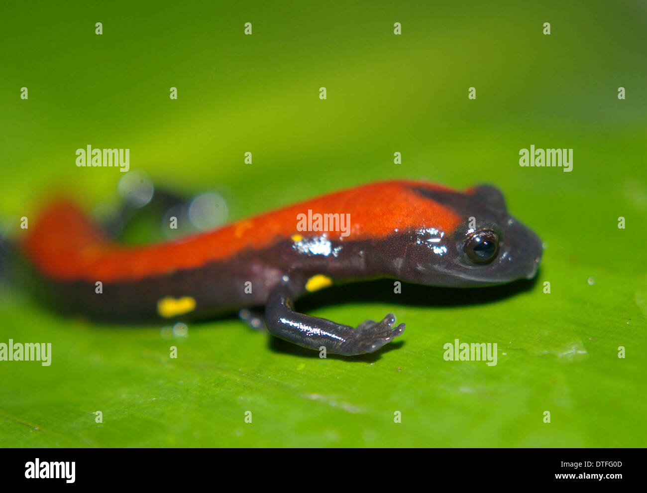 Specie Bolitoglossa Foto Stock