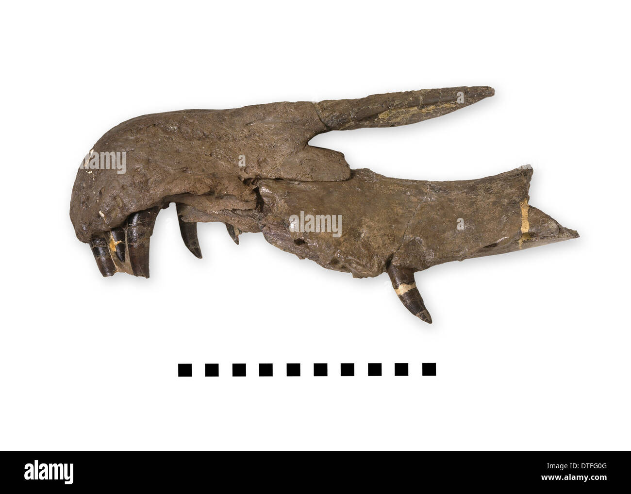 Vista laterale di un muso Baryonyx Foto Stock