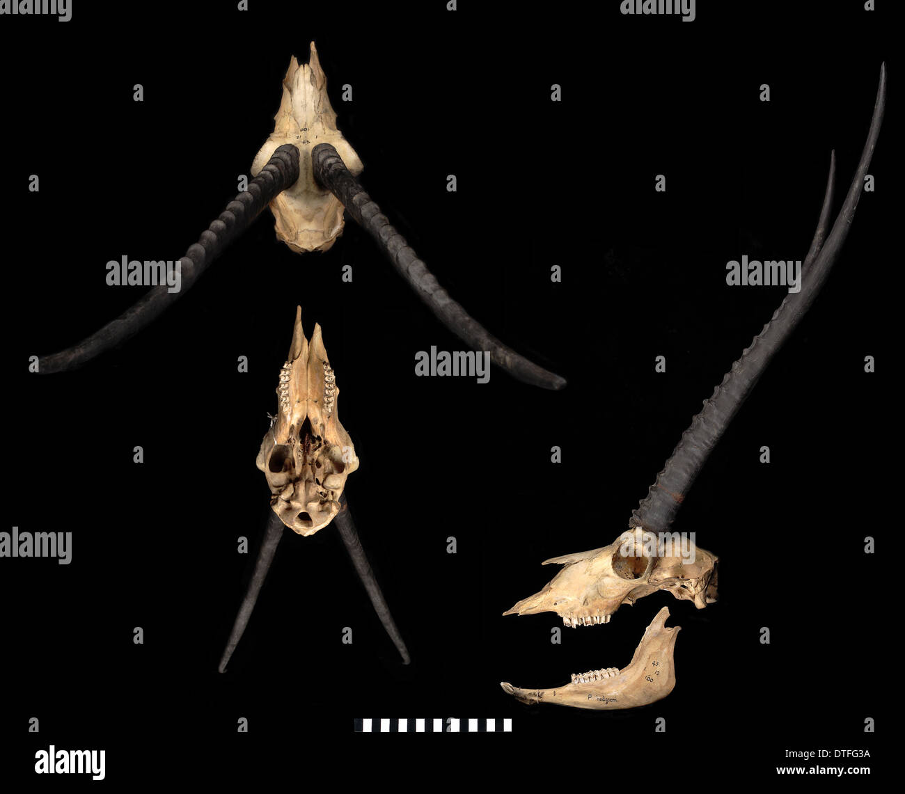 Pantholops hodgsonii, tiibetan antilopi Chiru o. Foto Stock