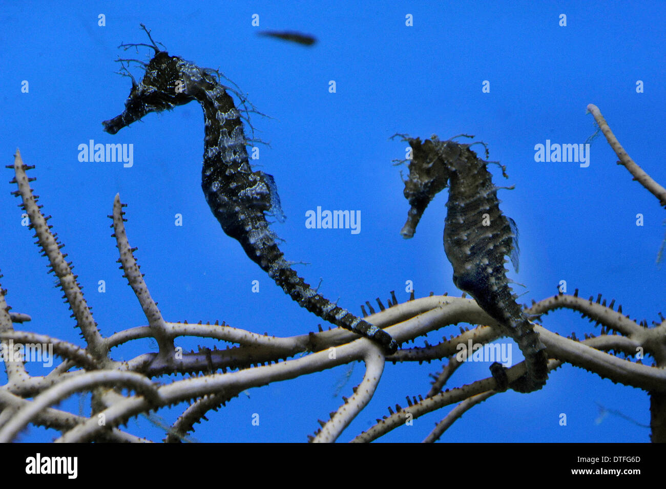 Decin, Repubblica Ceca. 17 feb 2014. Rivestite il cavalluccio (Hippocampus erectus) è visto in zoo di Decin, Repubblica ceca, 17 febbraio 2014. © Libor Zavoral/CTK foto/Alamy Live News Foto Stock