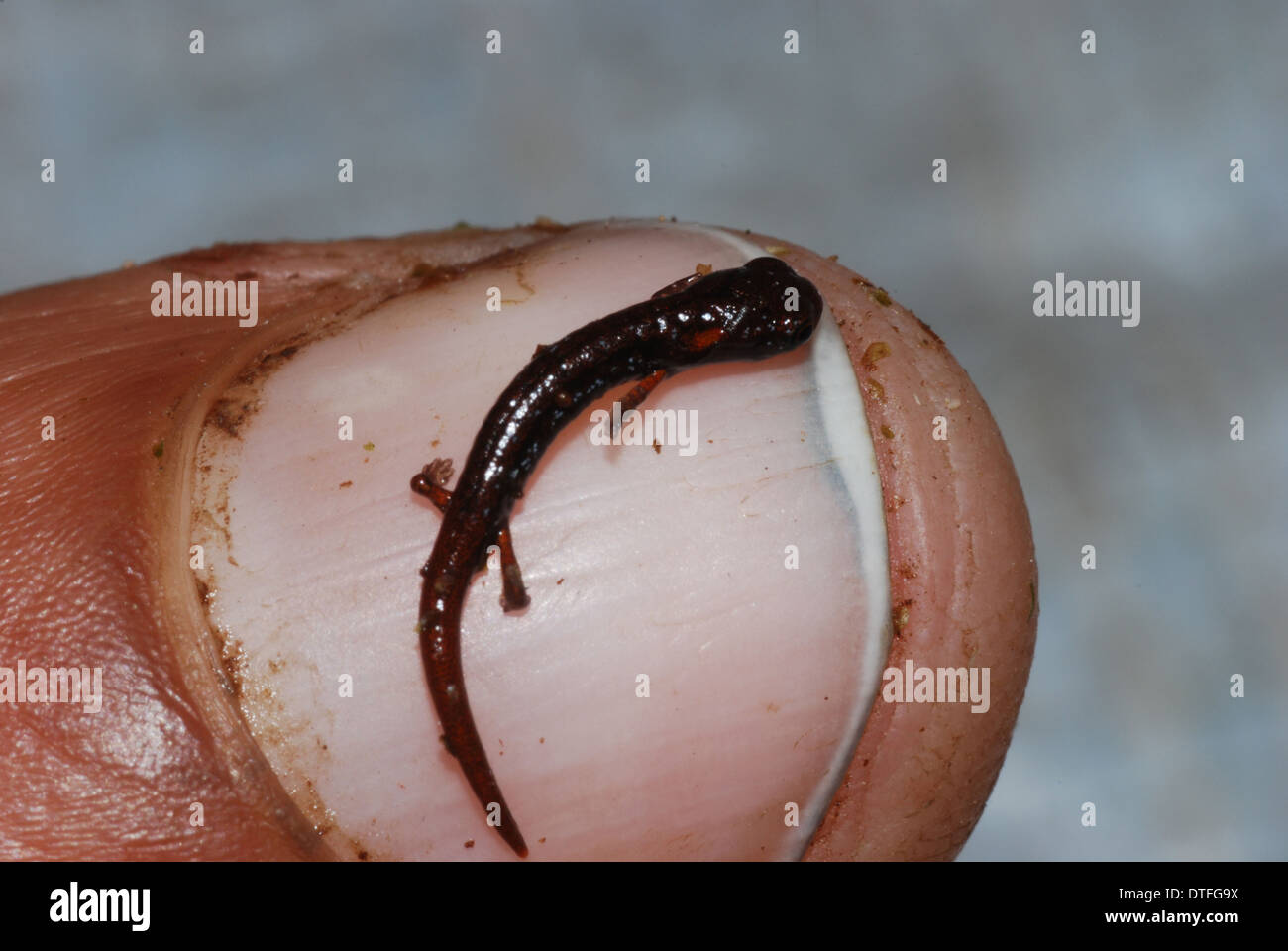 Nana Nototriton salamander Foto Stock