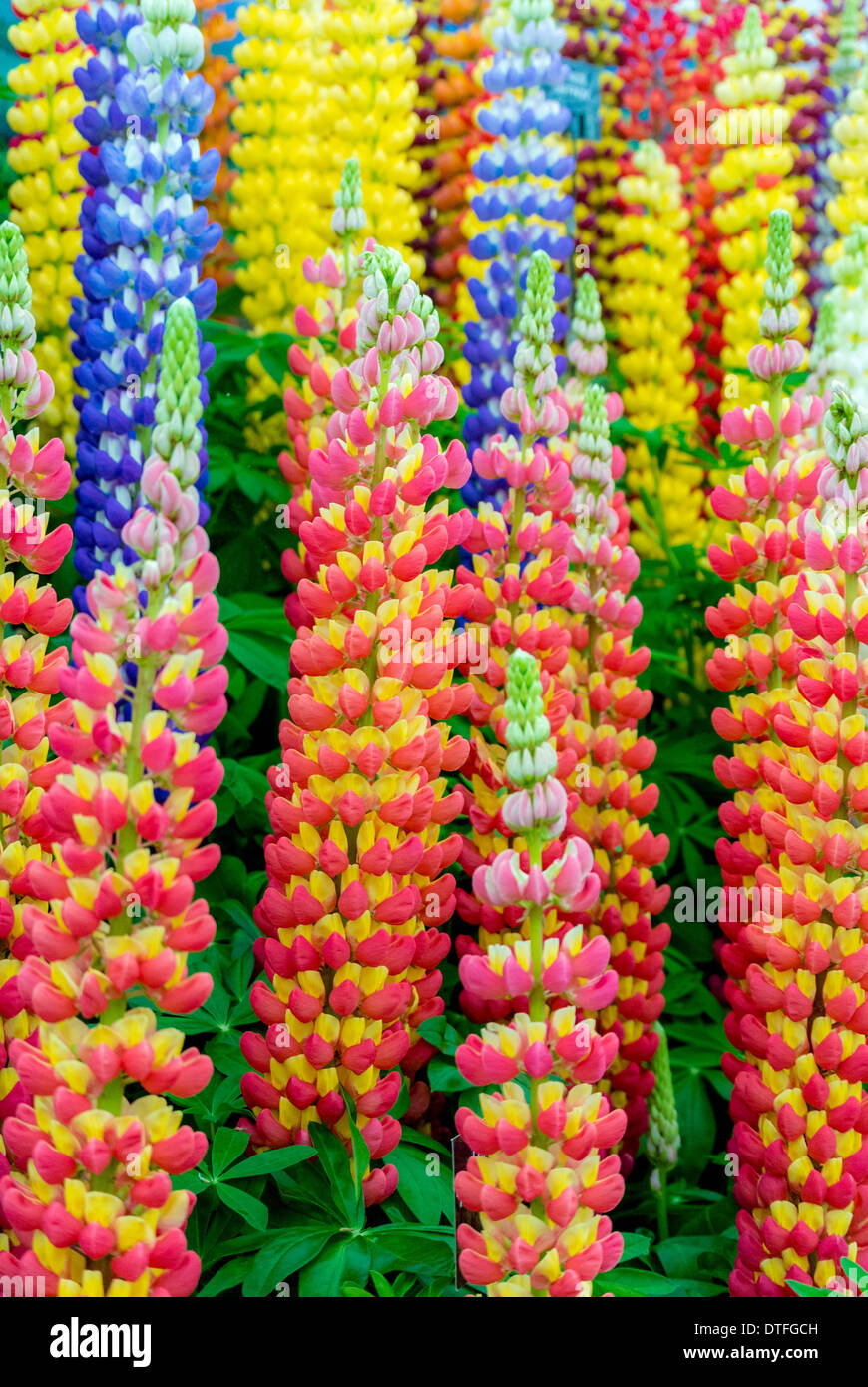 Lupini multicolore in fiore Foto Stock