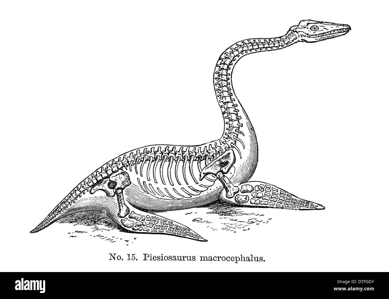 Plesiosaurus macrocephalus Foto Stock