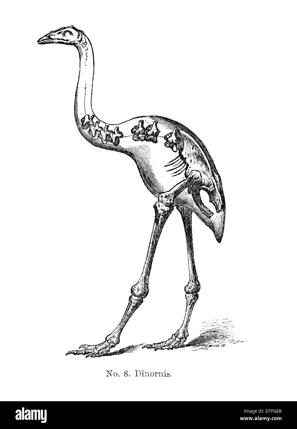 Dinornis sp. moa Foto Stock