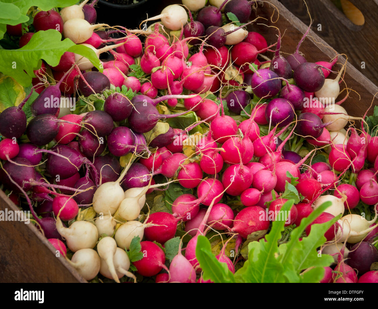 Scatola di legno piena di ravanelli rosa, viola, rossi e bianchi. Foto Stock