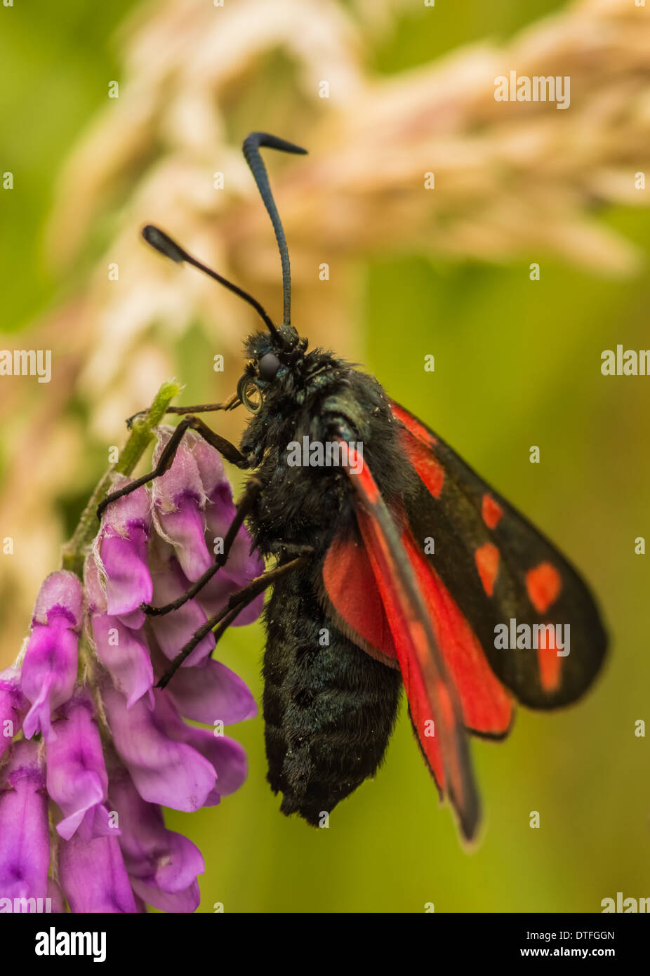 Lepidottero di Burnett Foto Stock