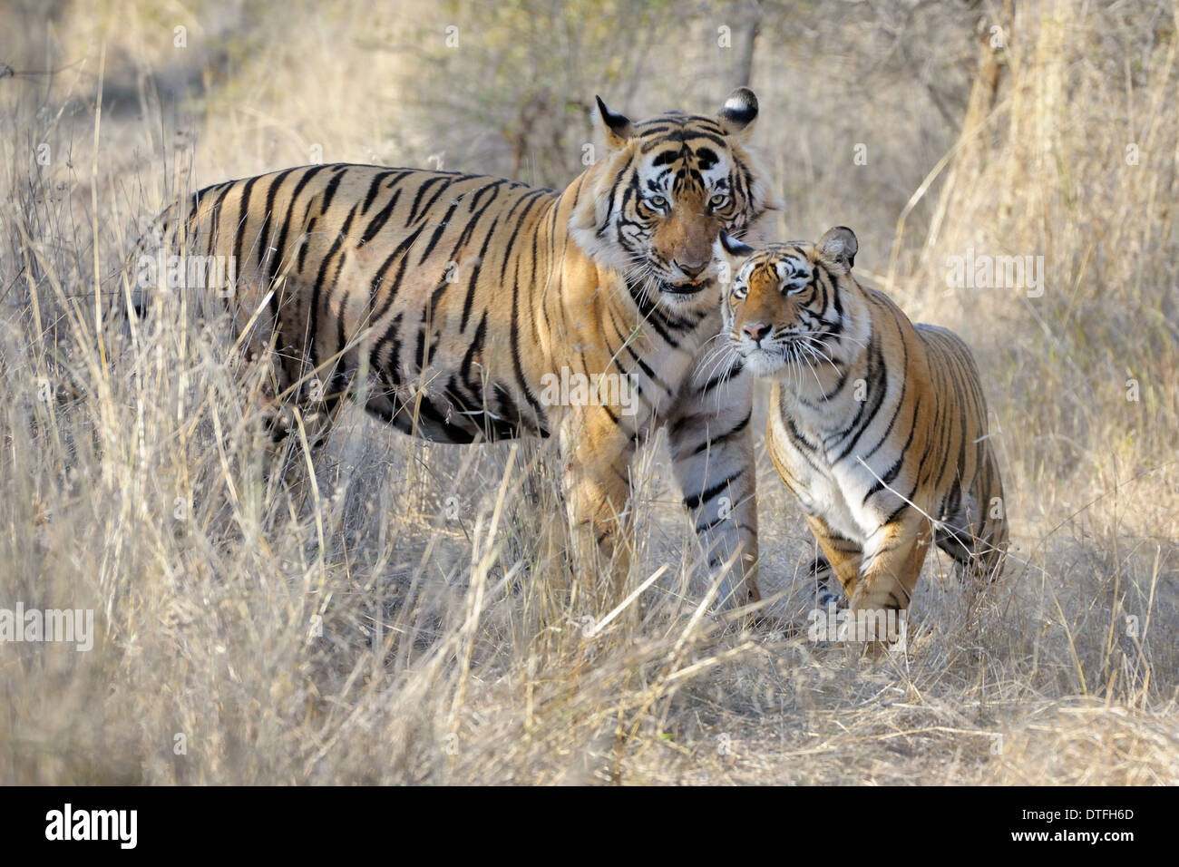 Maschio e femmina di tigre del Bengala (Panthera tigris tigris) durante il corteggiamento, Ranthambhore national park, Rajastan, India. Foto Stock