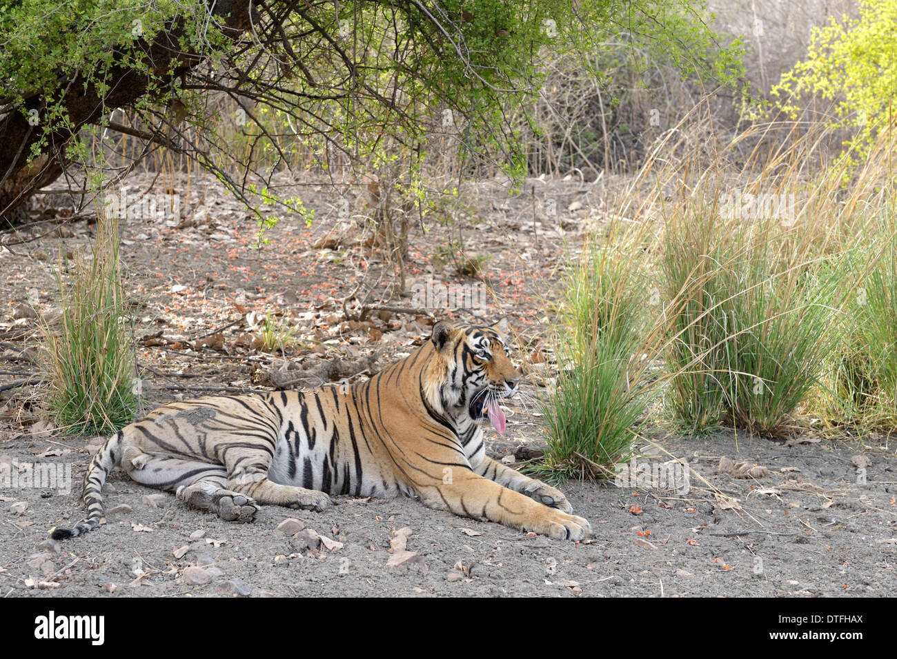 Tigre del Bengala ( Panthera tigris tigris ) giacenti e sbadigli. Foto Stock