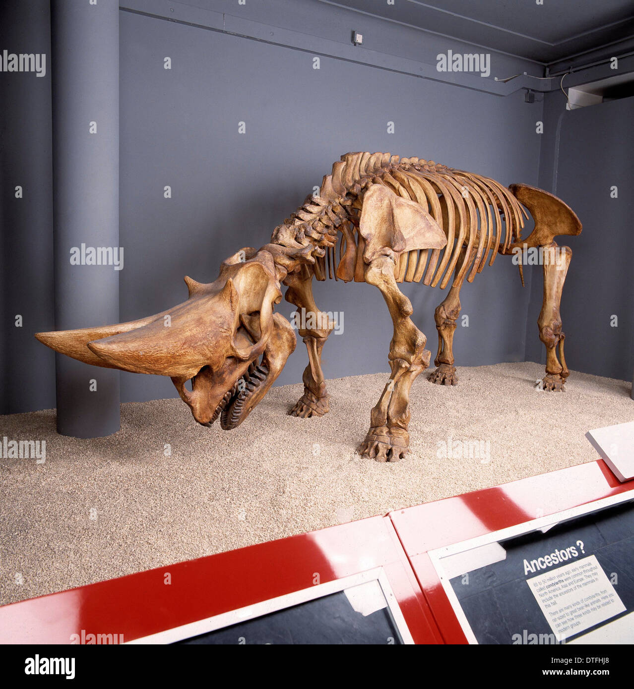 Scheletro Arsinotherium Foto Stock
