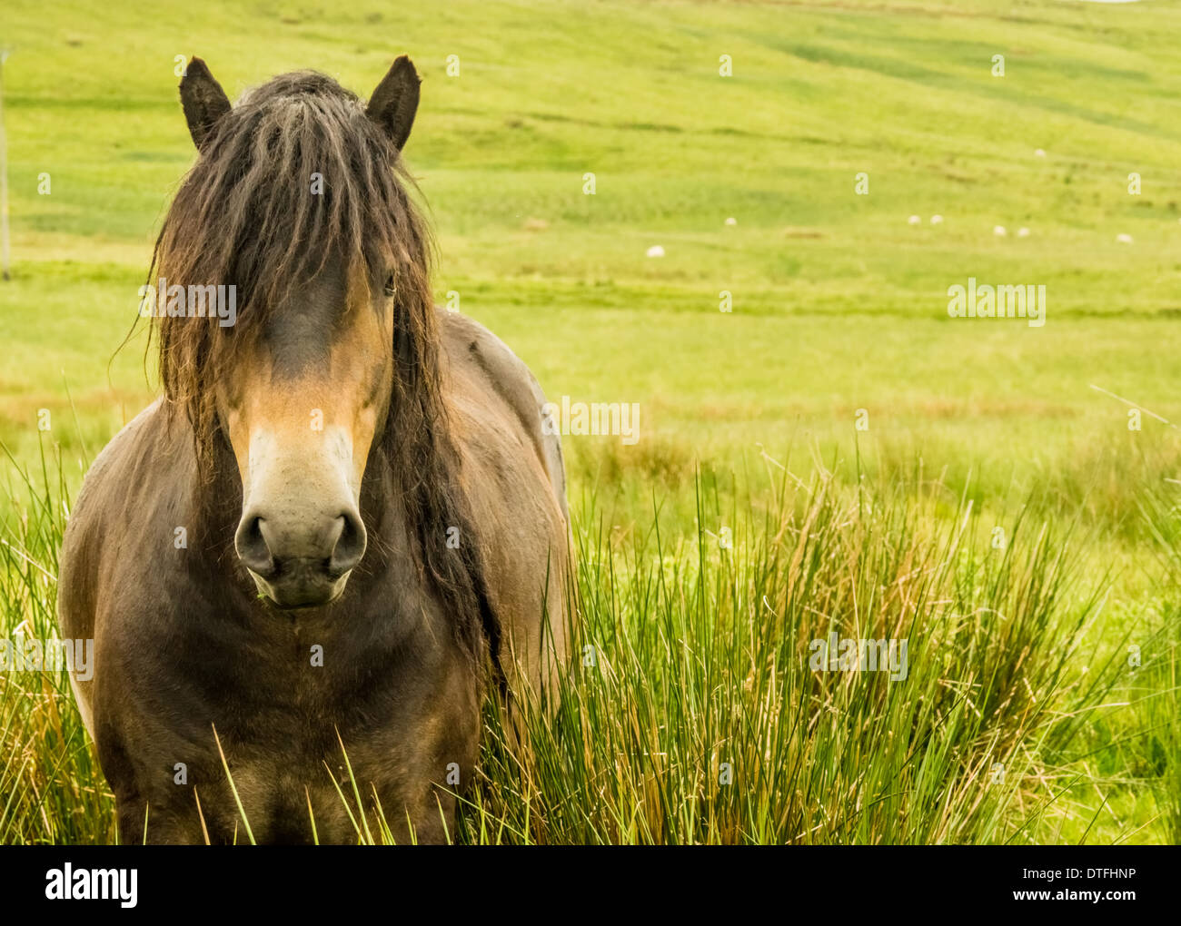 Pony Exmoor Foto Stock
