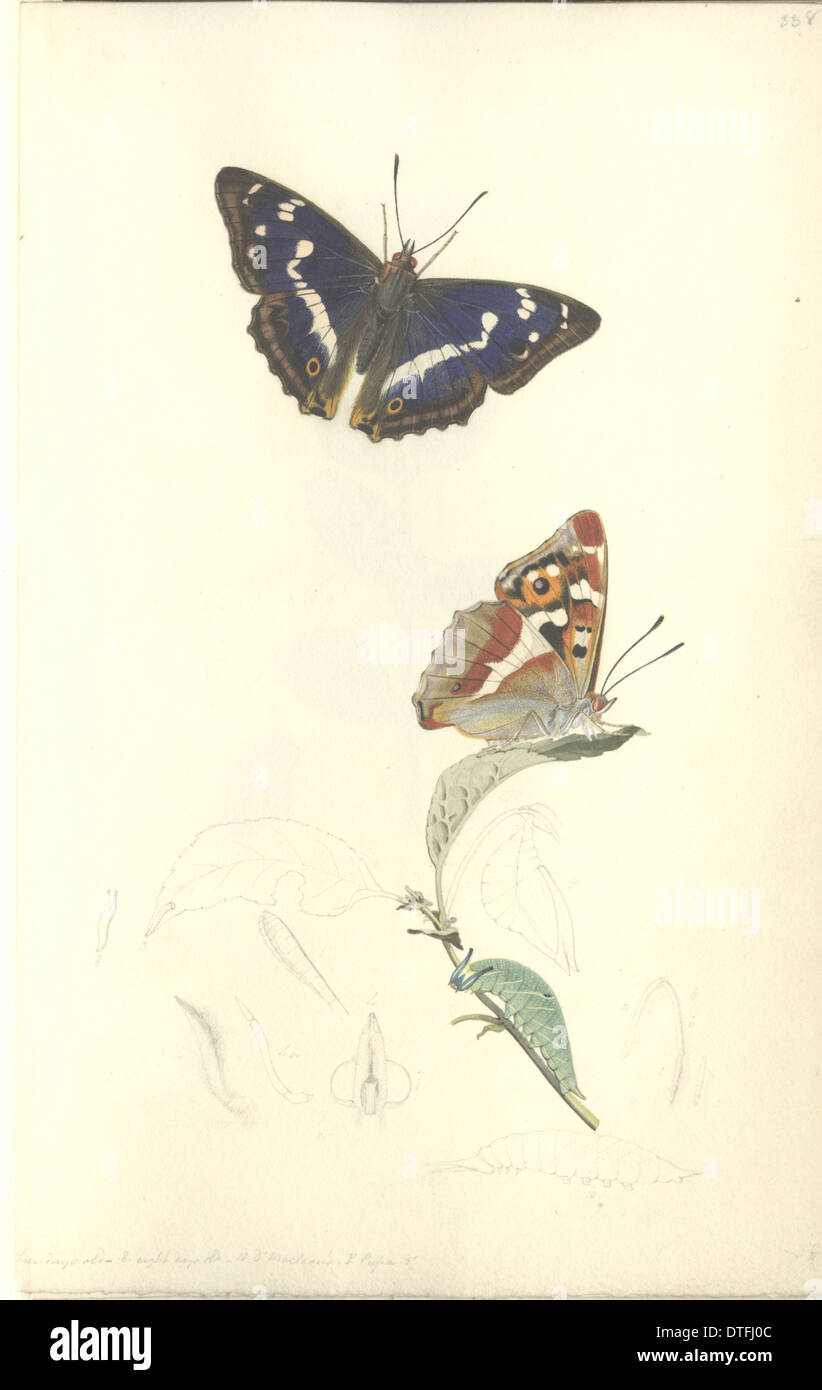 Viola imperatore da John Curtis (1791 - 1862) Foto Stock