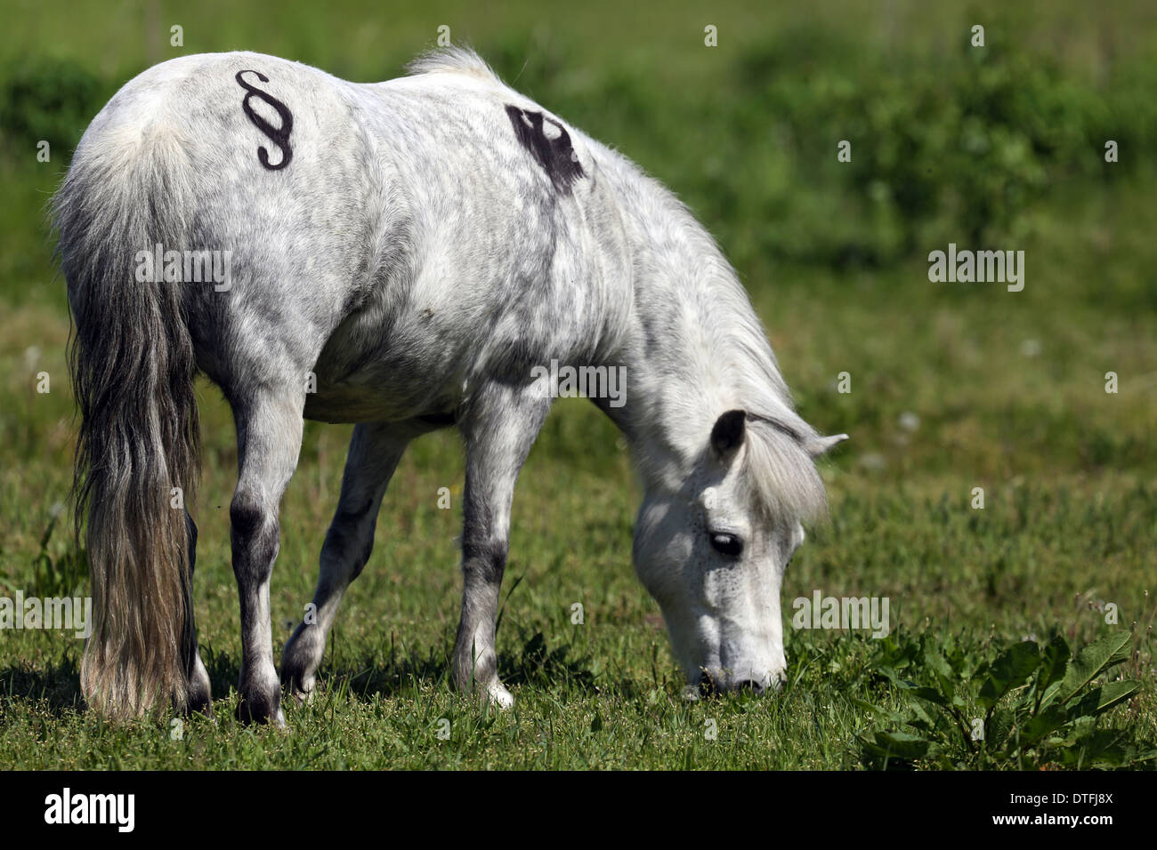 Koenigs Wusterhausen, Germania, pony Shetland con paragrafo segno e aquila federale durante la navigazione Foto Stock