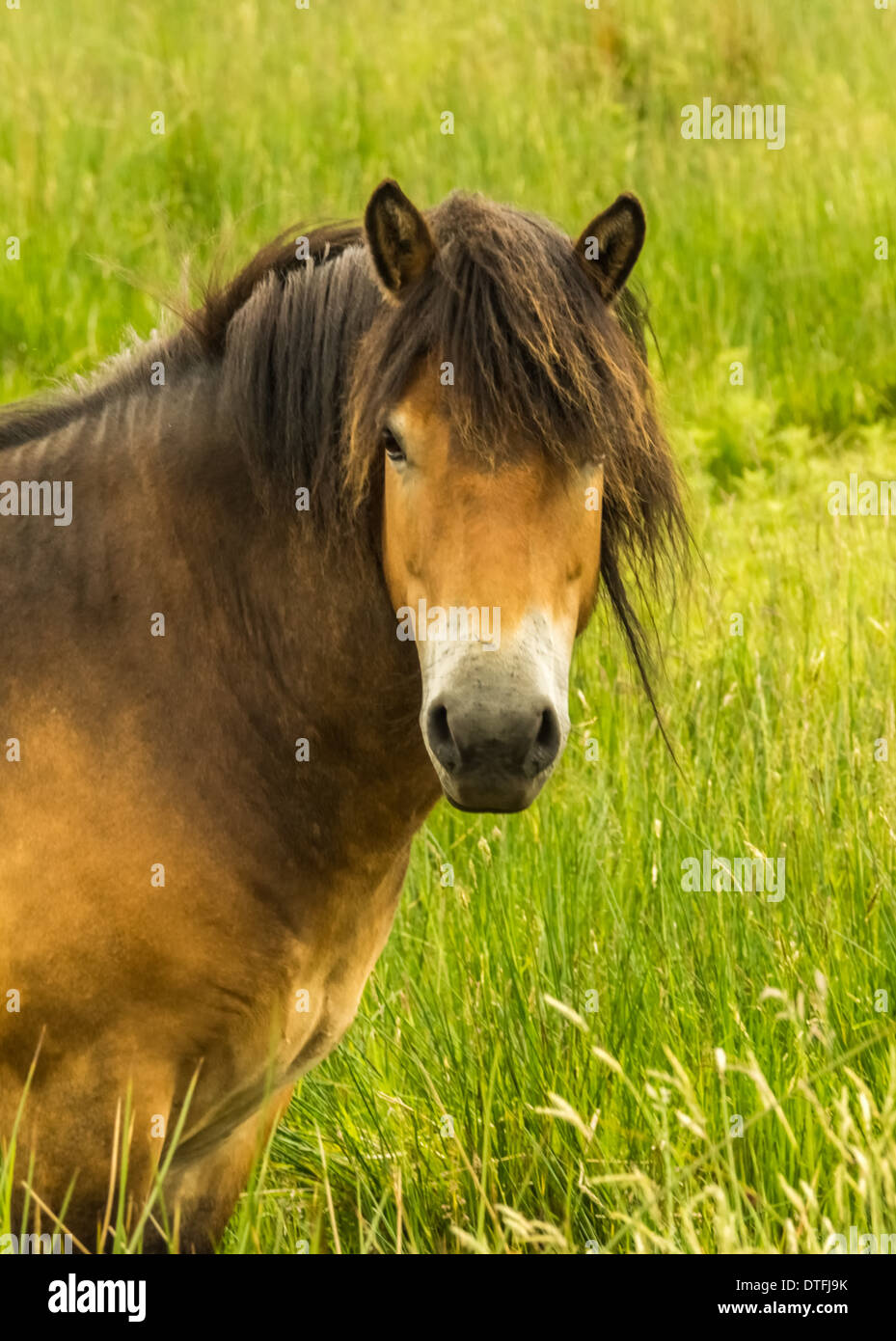 Pony Exmoor Foto Stock