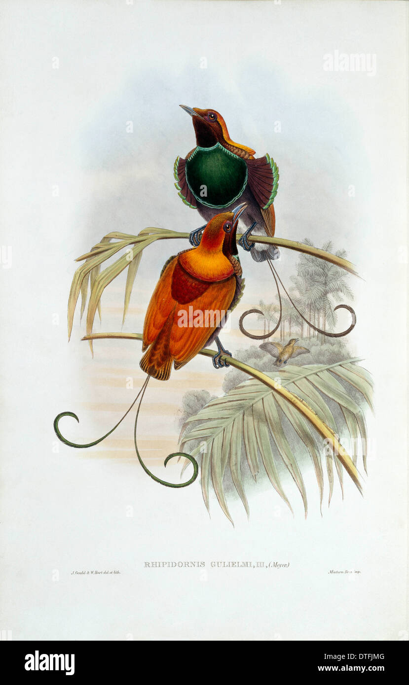 Diphyllodes magnifico x Cicinnurus regius, magnifica x re degli uccelli del paradiso Foto Stock