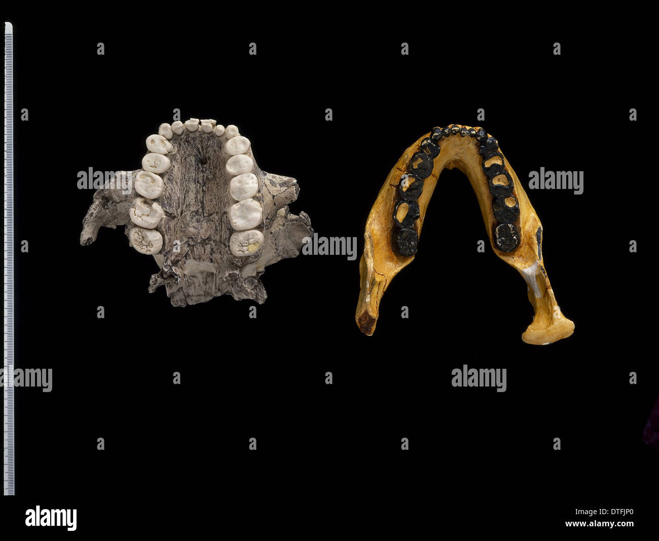 Colate di Australopithecus boisei ossa di ganascia Foto Stock