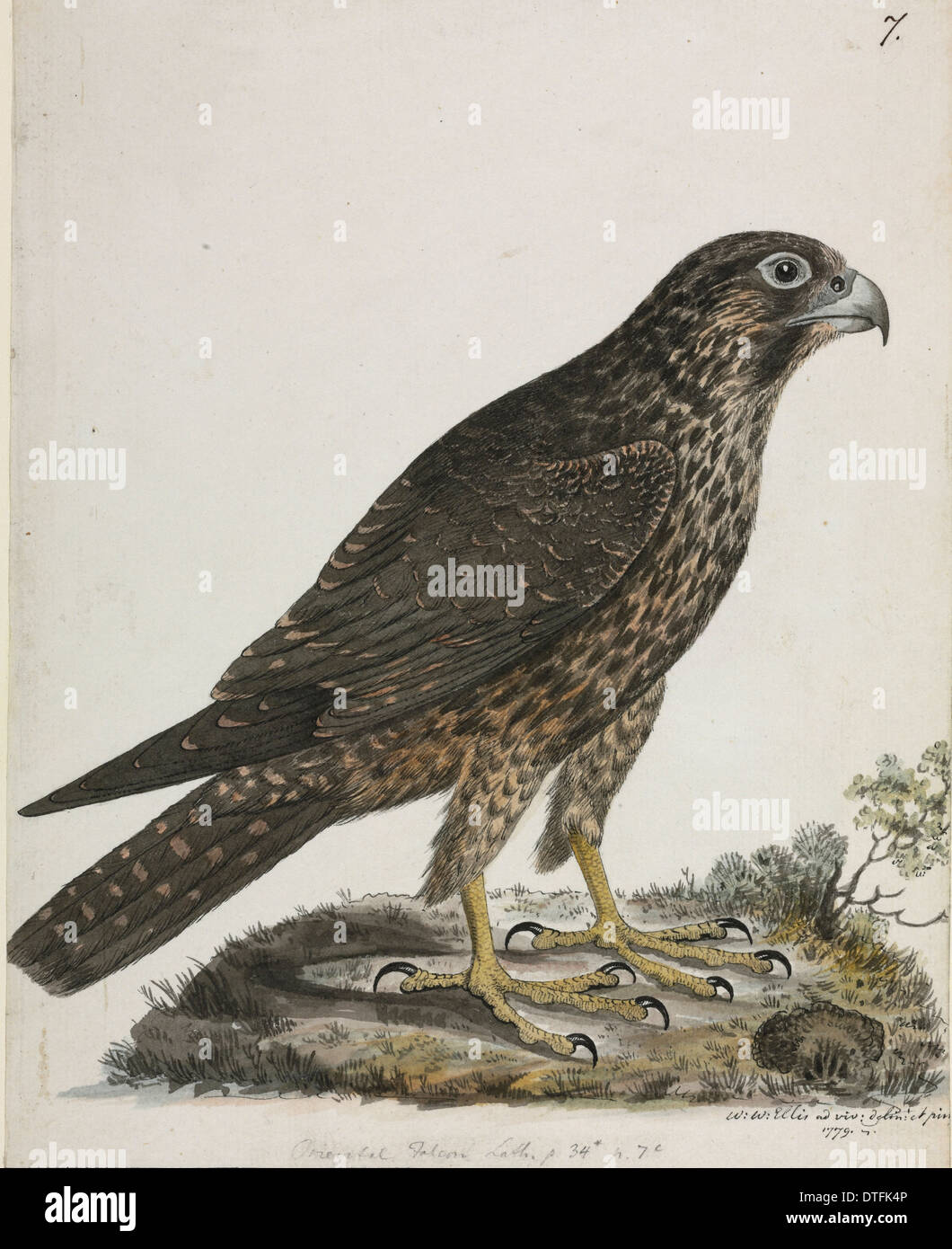 Falco peregrinus, falco pellegrino Foto Stock