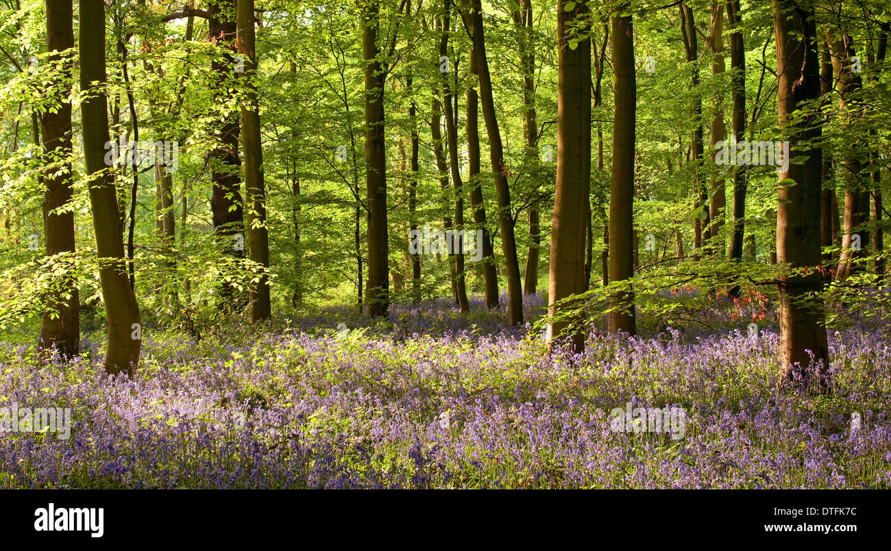 Bluebells nel bosco da la a614 a Clumber, Nottinghamshire England Regno Unito Foto Stock