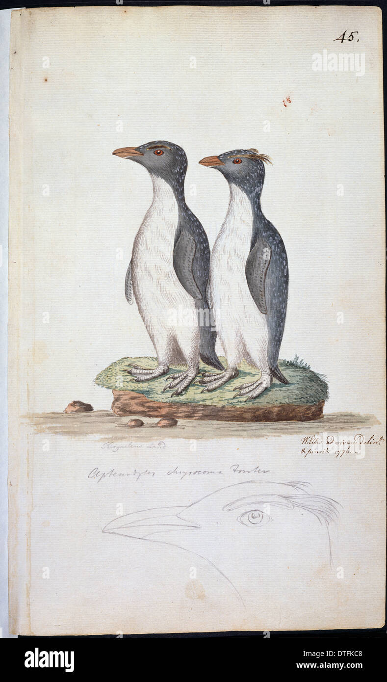 Eudyptes chrysocome, pinguino saltaroccia Foto Stock