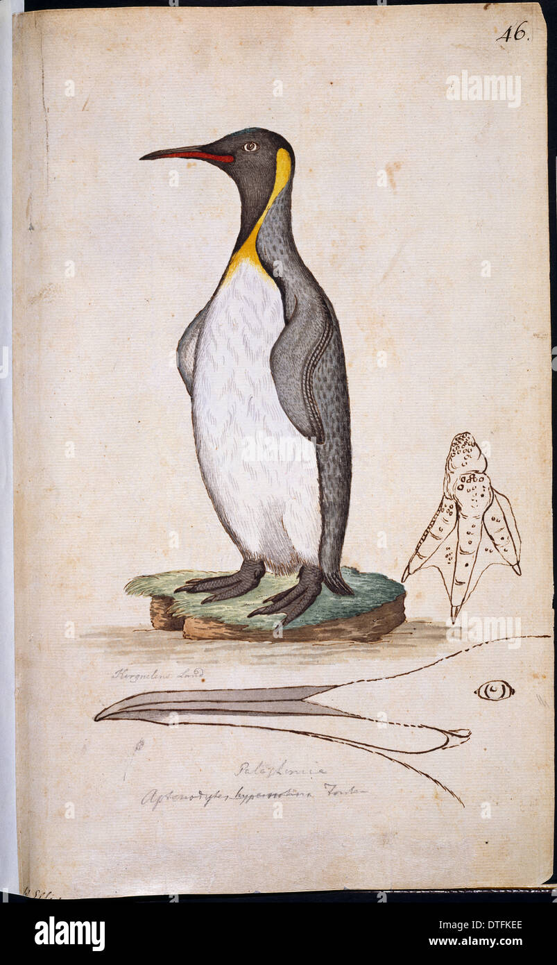 Aptenodytes patagonicus, pinguino reale Foto Stock