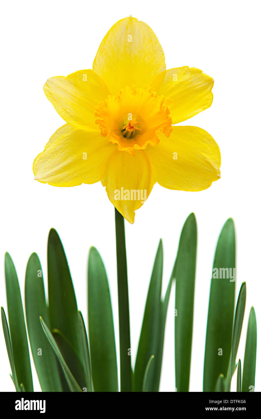 Il giallo fiore di narciso closeup isolato su bianco Foto Stock