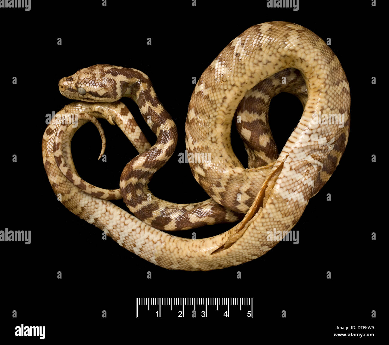 Carpet python morelia spilota variegata immagini e fotografie stock ad ...