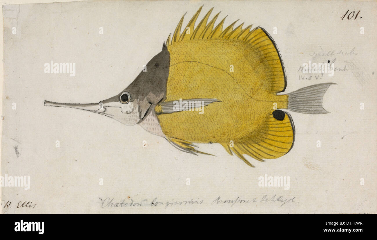Chaetodon aculeatus, longsnout butterflyfish Foto Stock