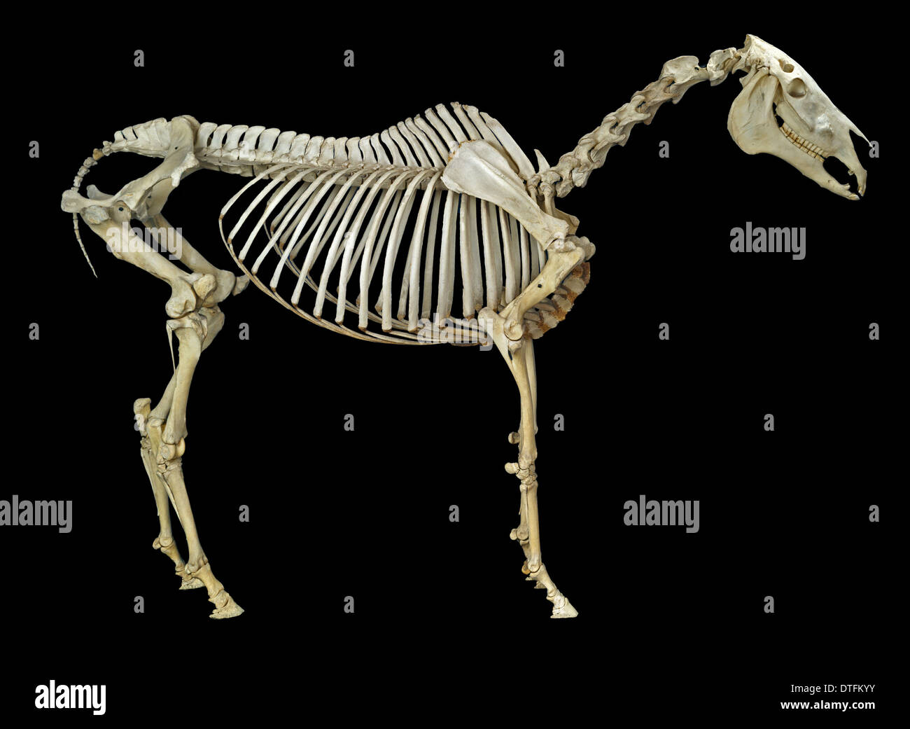 Equus caballus, cavallo Foto Stock