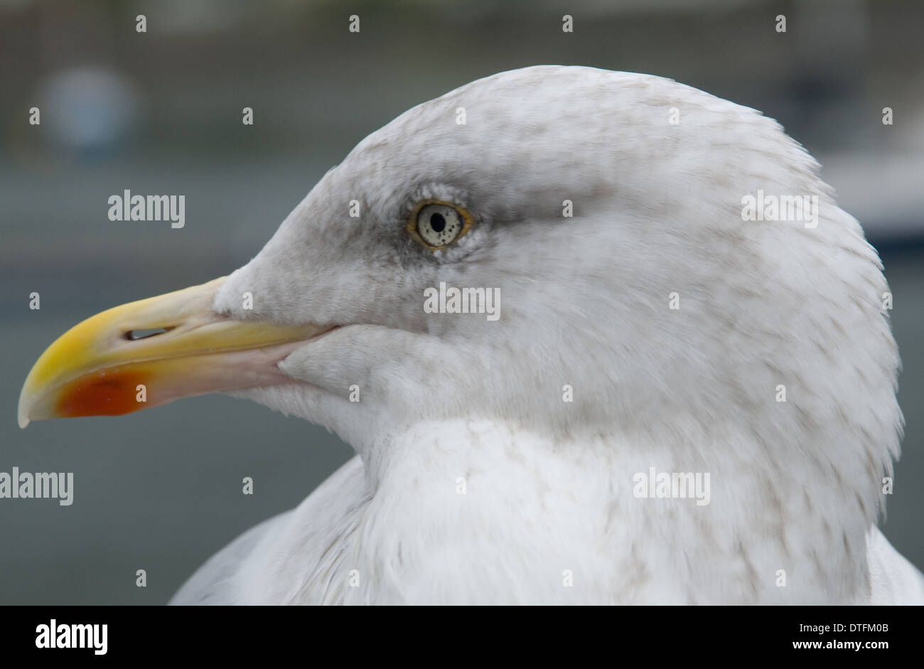 Primo piano di Herring Gull testa con chiaro dettaglio di occhio e becco mostrato Foto Stock