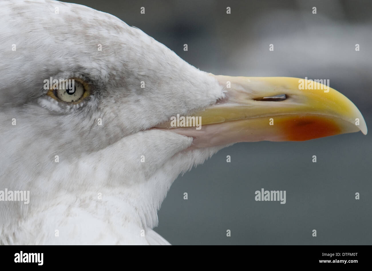 In prossimità della testa e il becco di giovani aringhe Gabbiano Foto Stock