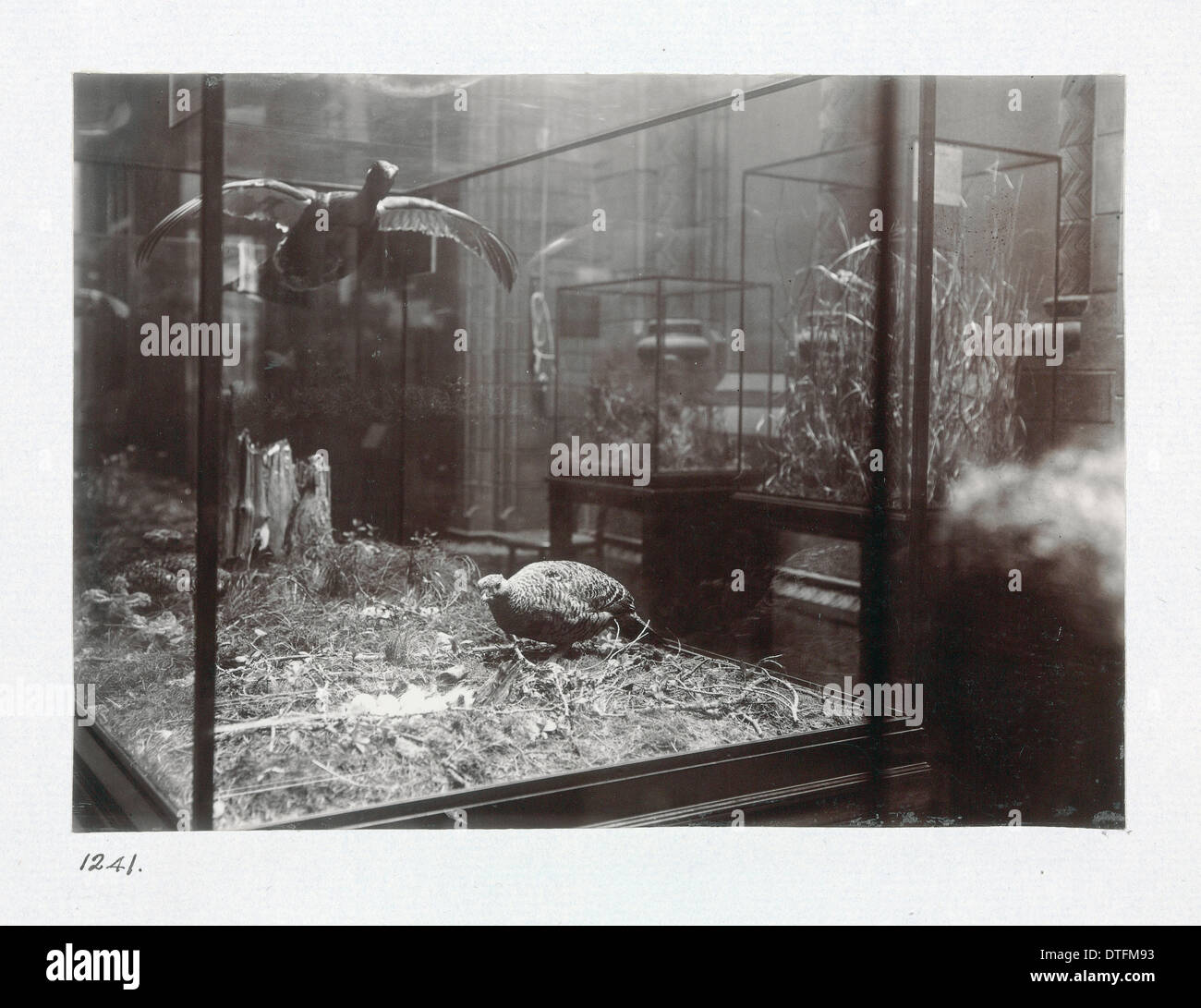 L'Uccello Gallery presso il Museo di Storia Naturale di Londra. 1944 Foto Stock