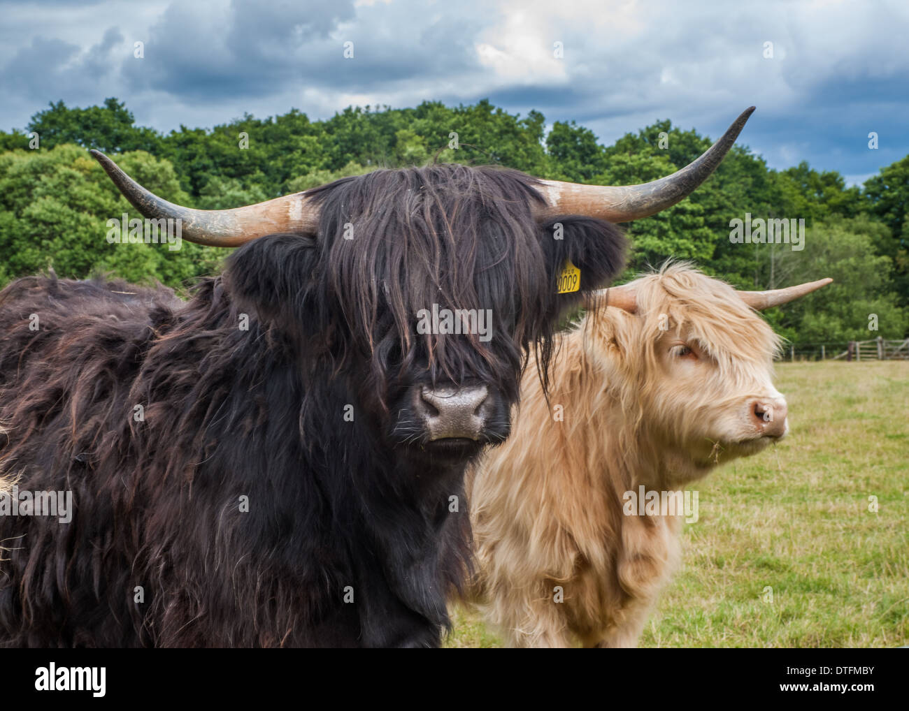 Scottish Longhorn Cow / Bovini Foto Stock