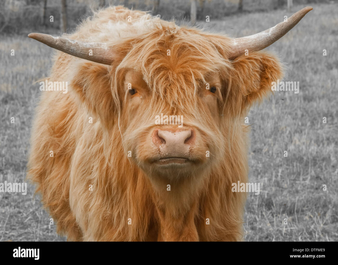 Scottish Longhorn Cow / Bovini Foto Stock