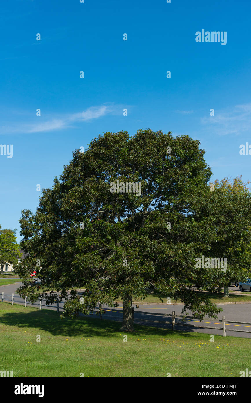 Albero verde su Cape Cod Foto Stock