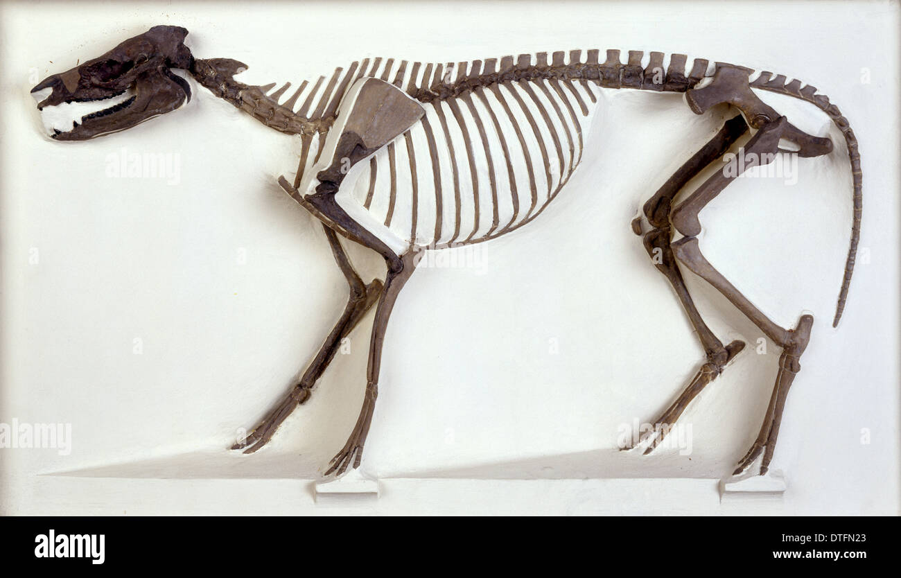 Scheletro Hyracotherium Foto Stock