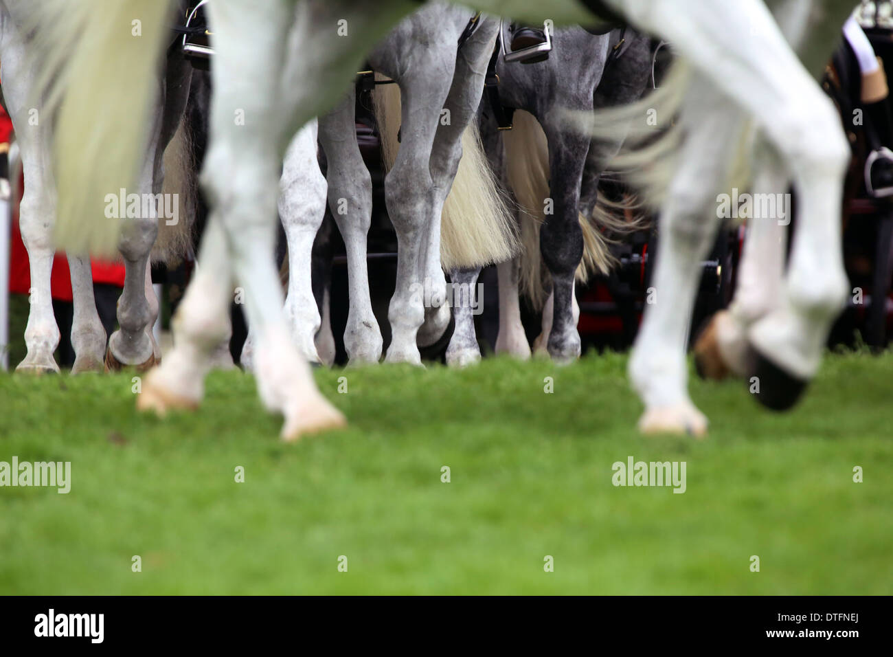 Ascot, Regno Unito, cavallo gambe correre su erba Foto Stock