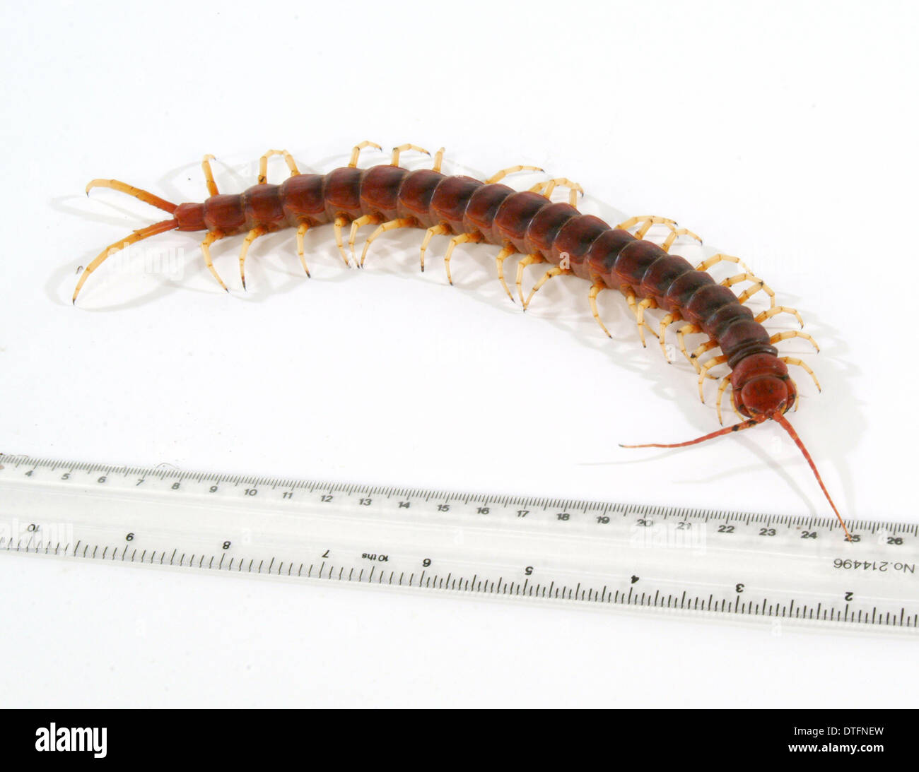 Scolopendra gigantea, centipede gigante Foto Stock