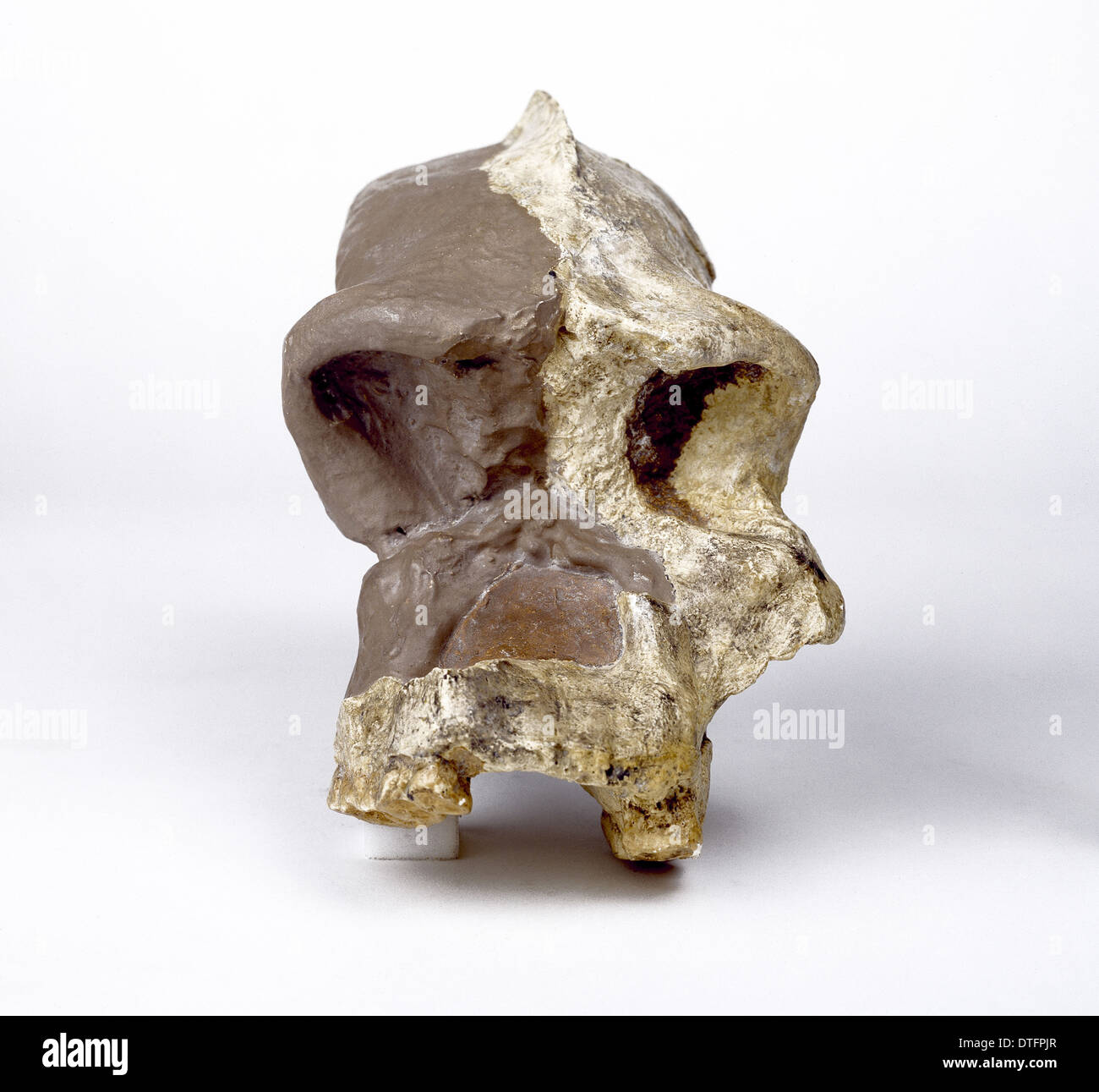 Il Paranthropus robustus cranio (SK46) Foto Stock