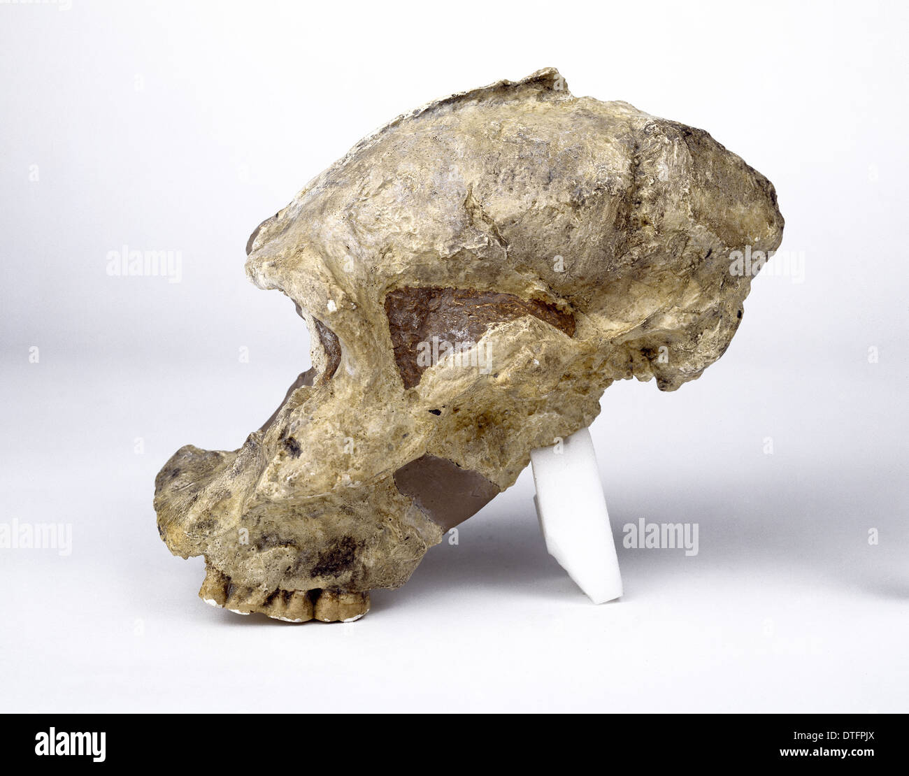 Il Paranthropus robustus cranio (SK46) Foto Stock