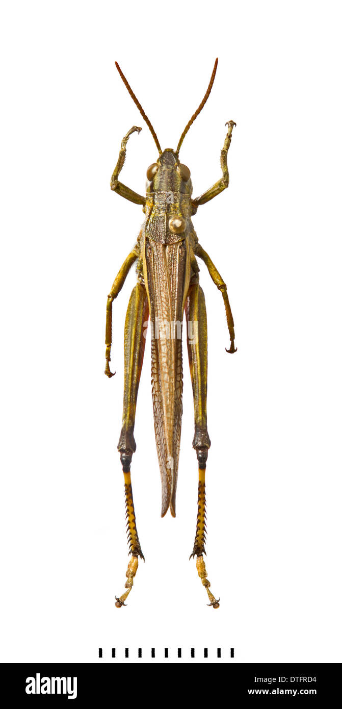 Stethophyma grossum,vasta palude grasshopper Foto Stock