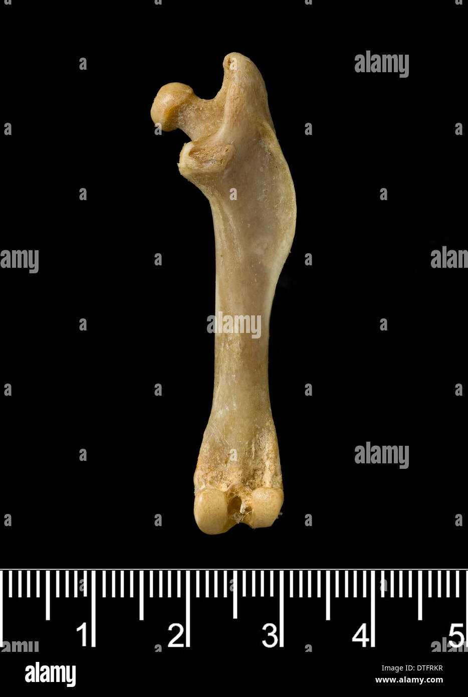 Megalomys desmarestii, gigante Antillean Rice rat Foto Stock