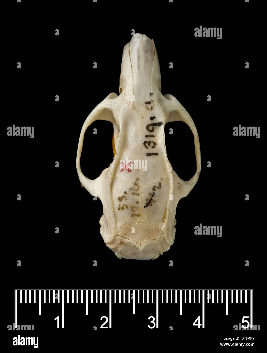 Megalomys luciae, Saint Lucia giant rice rat (holotype) Foto Stock