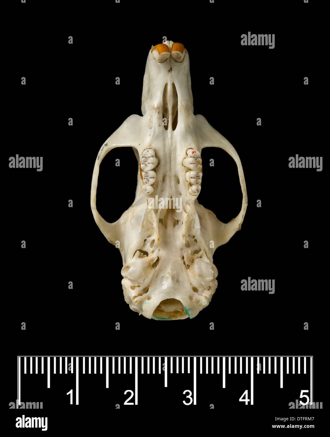 Megalomys luciae, Saint Lucia giant rice rat (holotype) Foto Stock